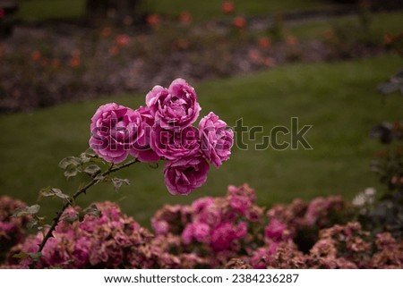 Pink flower close-up, dark feeling, sad mood, tragedy, love, Czech republic