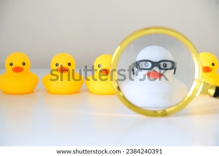Using rubber ducks to show diversity in workforce concept. White rubber duck with nerdy glasses selected via magnifying glass amongst other yellow rubber ducks. HR and career concept.