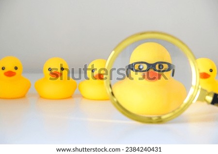 Using rubber ducks to show best candidate for job concept. Yellow rubber duck with nerdy glasses selected via magnifying glass amongst others. HR and career concept.