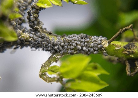 colony of black Aphids, Aphidoidea, a species of small insects that feed on plant sap. Aphids live in groups, are black in color. Aphids are small and 1 milli to 2 millimeters long. Royalty-Free Stock Photo #2384243689