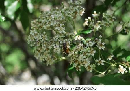 A white flower, exact species unknown. Maybe scarlet firethorn (pyracantha coccinea). Royalty-Free Stock Photo #2384246695