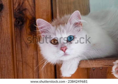 Turkish Angora (Felis catus) is a special cat breed bred locally in Ankara, Turkey, with a very striking bi-colored (heterochromia) eye appereance, with one eye blue or red and the other yellow. Royalty-Free Stock Photo #2384249681