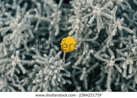 Cotton lavander aka gray santolina (Santolina Chamaecyparissus) is a flower generally used in landscaping with its flowers having a fascinating yellow color in contrast to its gray texture. Royalty-Free Stock Photo #2384251759
