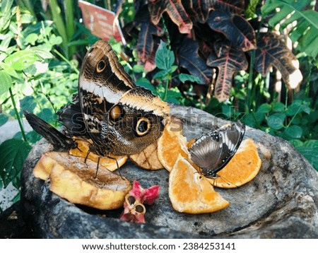 tropical butterfly garden konya turkey Royalty-Free Stock Photo #2384253141