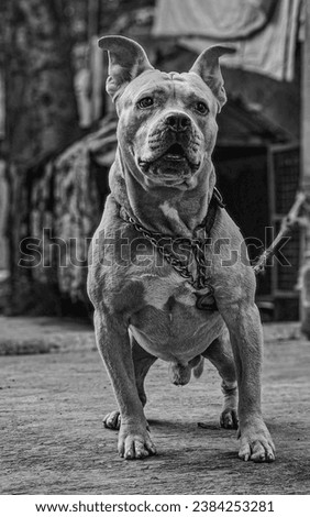 American Bully picture clicked in my backyard 