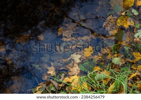 Autumn leaves submerged in water.