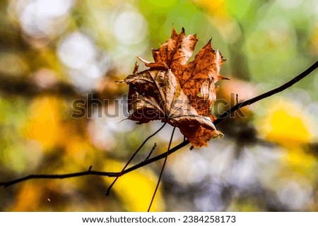 Colorful leaves in forest. Colorful leaves in autumn. HDR Image (High Dynamic Range).