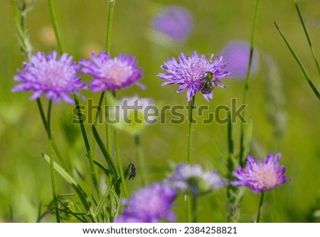 purple blooming Field Scabious or Knautia arvensis flowers Royalty-Free Stock Photo #2384258821