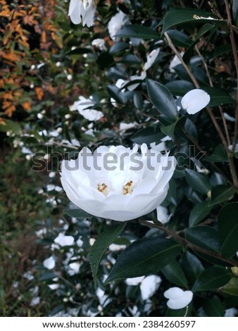 Tranquil White Flower Close Up November Thanksgiving Holiday Background