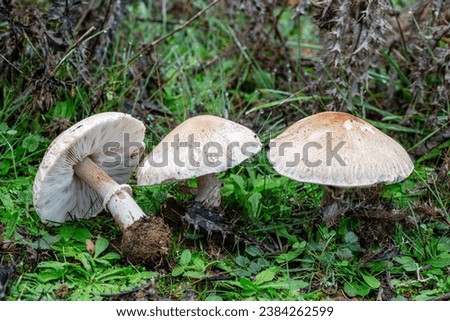 Macrolepiota excoriata. Frayed Parasol mushrooms among the vegetation. Royalty-Free Stock Photo #2384262599