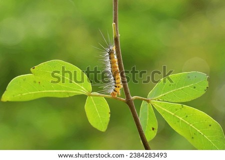 Caterpillars play on leaves in the morning