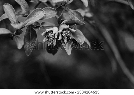 black and wite nature flower tree picture background
