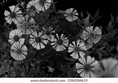 black and wite nature flower tree picture background