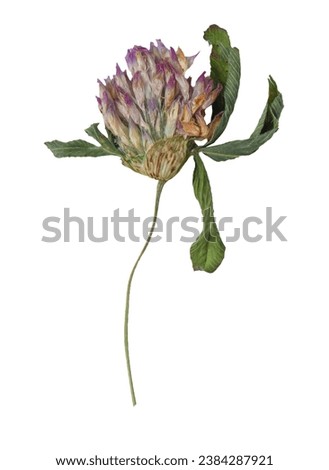 Dry clover flower isolated on white background. Dried plant. Herbarium. Botanic
