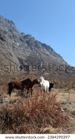 Horses in Langtang National Park