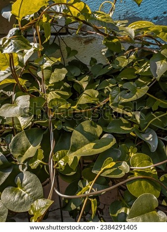 Binahong, also known as piahong (Anredera cordifolia), is a medicinal plant that grows in both lowland and highland areas and has many properties in healing various light and severe diseases.