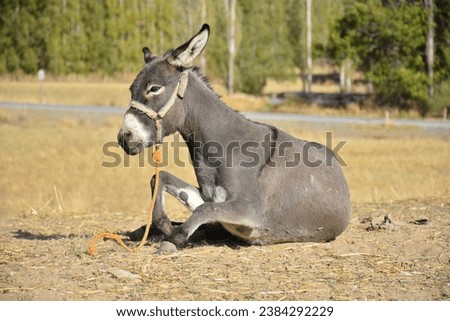 Donkeys are cute animals used for transportation.