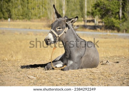 Donkeys are cute animals used for transportation.