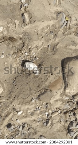 fragment of bone found along a stream