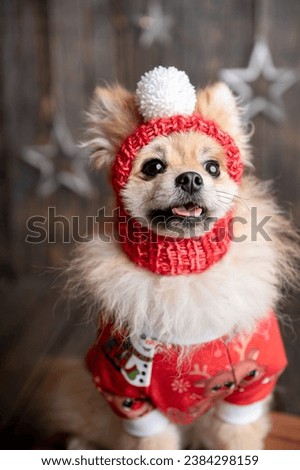 Cute dog in a New Year's costume. Holiday Concept. Pomeranian spitz dressed up in Christmas costume. Beautiful animals in a hat. Holiday puppy.