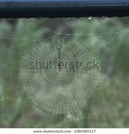 Backlit Spiderweb on a fence or gate in the forest.