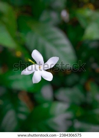 A beautiful white flowers in the tree's 