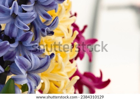 Violet yellow red hyacinths flowers, close-up. Blooming hyacinth spring background for publication, poster, calendar, post, screensaver, wallpaper, banner, cover. High quality photography