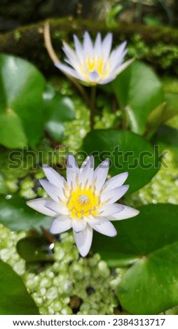 The lotus flower has a lot of significance in many cultures. In Hinduism, the lotus is called a symbol of knowledge. Lotus is used to worship many gods and goddesses in Hinduism