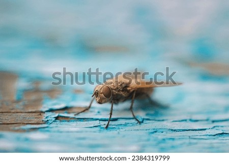 Blowfly, carrion fly, black fly sitting on a green leaf close up. Natural background. Royalty-Free Stock Photo #2384319799