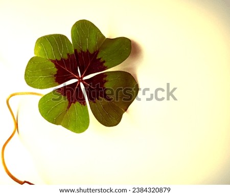 Four Leaf Clover on the left with free space for text background is bright warm and sunny