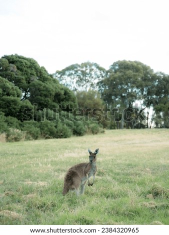 Kangaroo on the grass or close up