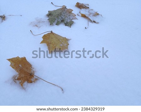 A few colorful maple leaves on snow. The picture was taken just after the sunset.