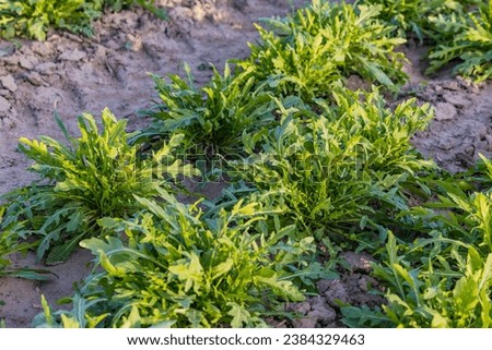 Arugula salad in a field in autumn Royalty-Free Stock Photo #2384329463