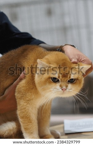 Close up Cat show, gold British Shorthair, hand holding head, The judge examines the animal on a special table, unrecognizable person, pedigree, thoroughbred