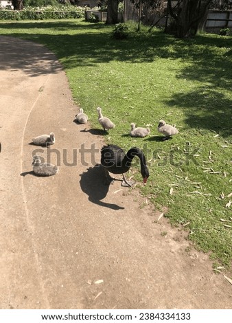 A group of ducks gracefully waddle along the sunbaked earth in the vast Australian outback. Their vibrant plumage shimmers in the warm sunlight as they forage for food. The serene scene encapsulates t