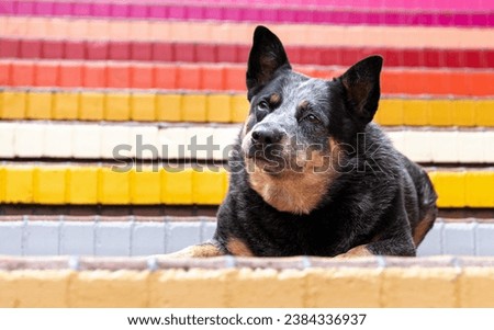 A cattle dog posing on colorful steps for a natural portrait Royalty-Free Stock Photo #2384336937