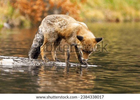 Fox stands on a tree trunk lying in the water and drinks