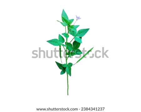 Pictured is a weed plant named purple burr. Its stem, leaves, and light purple flowers have three-lobed green leaves that are soft and have bright green, elongated, oval fruits growing between the ste