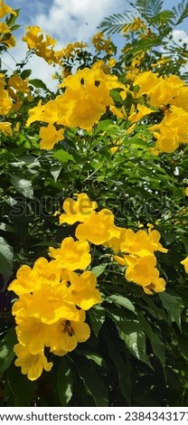 A large canopy tree of Thailand  It has bright yellow flowers.  Contrasting with the color of the green leaves  Gives you a fresh and bright mood