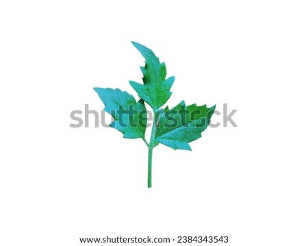 In the picture is a type of weed with a long green stalk, lobed green leaves, a long flower stalk, and mixed yellow and red flowers. All parts of this weed have small white hairs on the stem, leaves, 