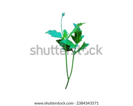 In the picture is a type of weed with a long green stalk, lobed green leaves, a long flower stalk, and mixed yellow and red flowers. All parts of this weed have small white hairs on the stem, leaves, 
