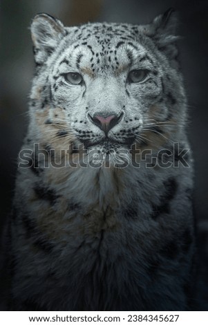A image of Snow leopard (Irbis)