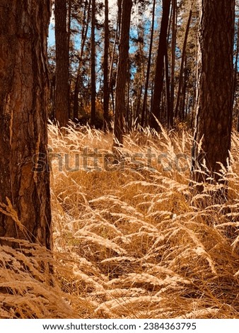 Pine forest in autumn. Tall dry grass with spikes between tree trunks.