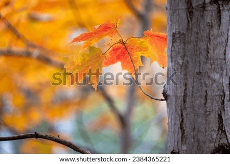Close Up of Orange Leaves in the Autumn