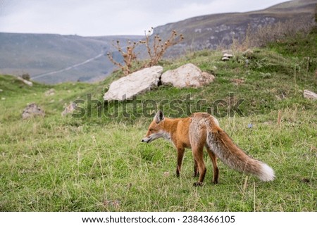 Close up wild fox with bushy tail in the mountains. Caucasus, Russia Royalty-Free Stock Photo #2384366105