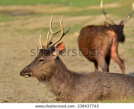 Red deers standing in the earth and grass field