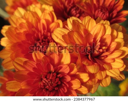 Close-up of orange-red chrysanthemum flowers, a vibrant and captivating floral display in vivid shades