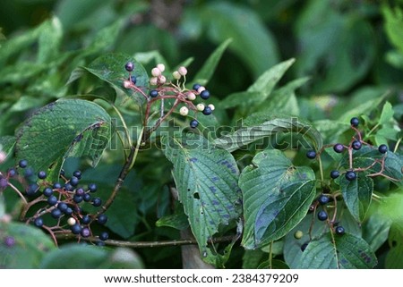 Giant dogwood ( Cornus controversa ) fruits. The fruit is a spherical drupe that ripens from red to black-purple in autumn, and is loved by wild birds, especially bulbuls. Royalty-Free Stock Photo #2384379209