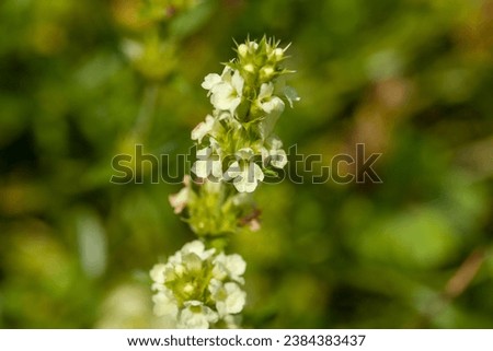 Flowers of a Sideritis endressii plant, a species native in Southern Europe. 