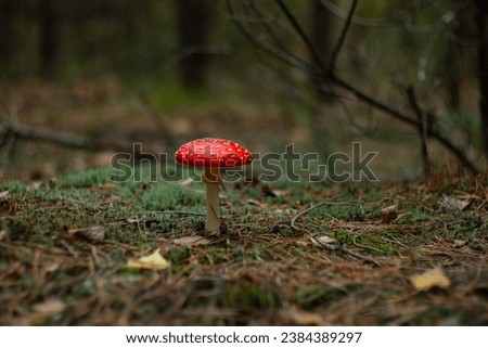 Red mushrooms in a white dot. Grebes, fly mushrooms, dangerous mushrooms. Fruits of the forest. Autumn texture. 
